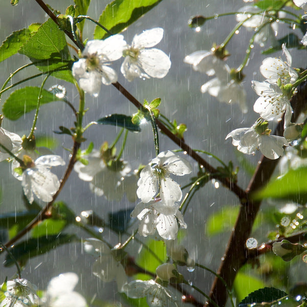 Blossoms And Spring Rain Fragrance Oil